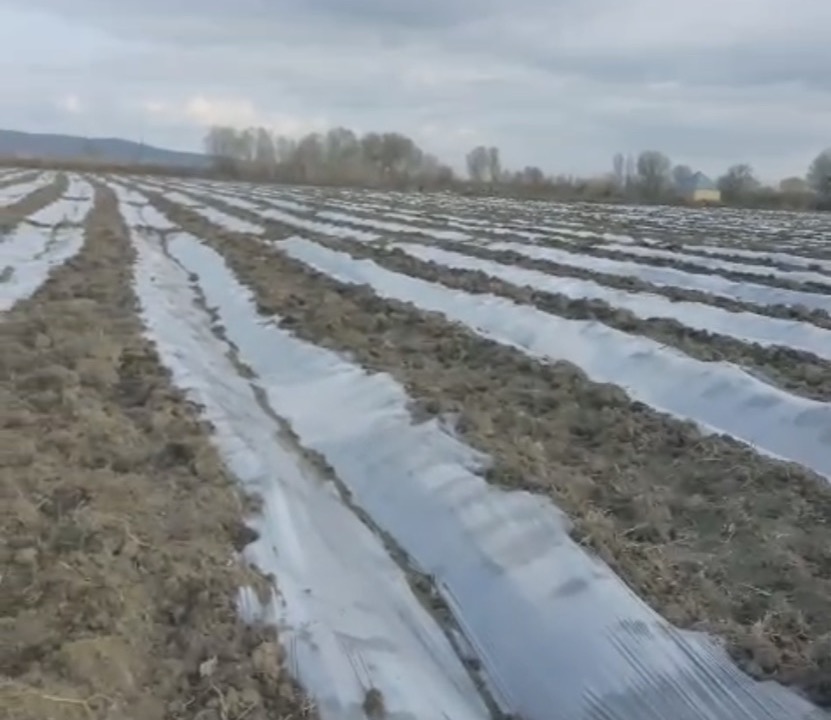 Prepared rows across agricultural land
